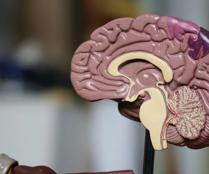 Modelo anatômico de cérebro em corte